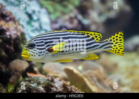 À bandes jaunes (sweetlips Plectorhinchus lineatus). Les poissons marins. Banque D'Images