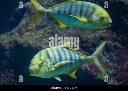 (Gnathanodon speciosus Golden carangues), également connu sous le nom de golden kingfish. Banque D'Images