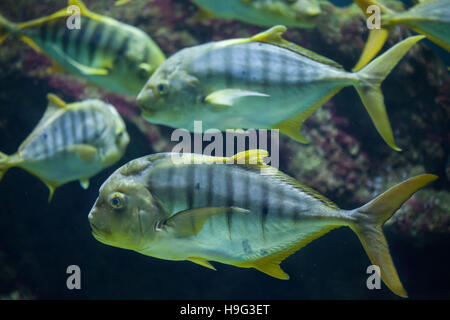 (Gnathanodon speciosus Golden carangues), également connu sous le nom de golden kingfish. Banque D'Images
