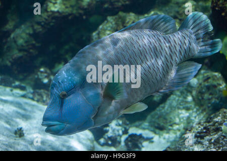 Napoléon (Cheilinus undulatus), aussi connu sous le poisson Napoléon. Banque D'Images