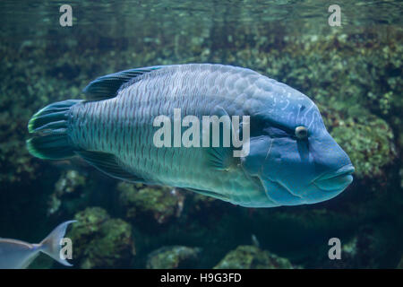 Napoléon (Cheilinus undulatus), aussi connu sous le poisson Napoléon. Banque D'Images