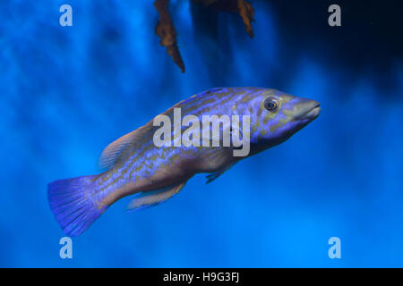 Cuckoo wrasse (Labrus mixtus). Les poissons marins. Banque D'Images