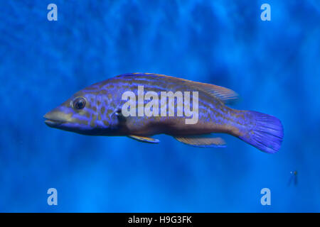 Cuckoo wrasse (Labrus mixtus). Les poissons marins. Banque D'Images