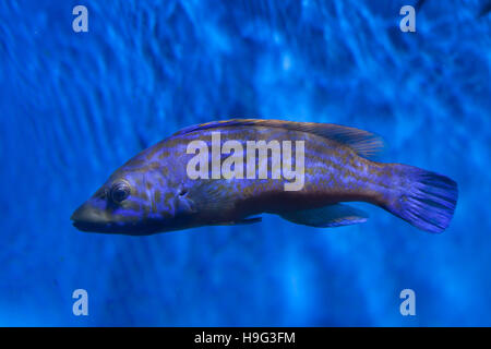 Cuckoo wrasse (Labrus mixtus). Les poissons marins. Banque D'Images