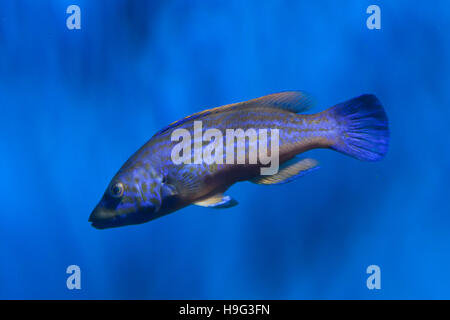 Cuckoo wrasse (Labrus mixtus). Les poissons marins. Banque D'Images