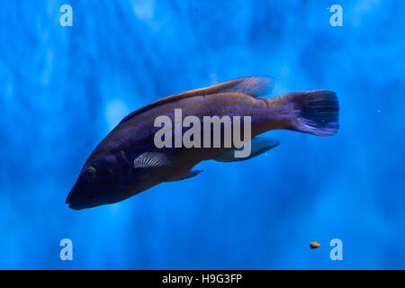 Cuckoo wrasse (Labrus mixtus). Banque D'Images