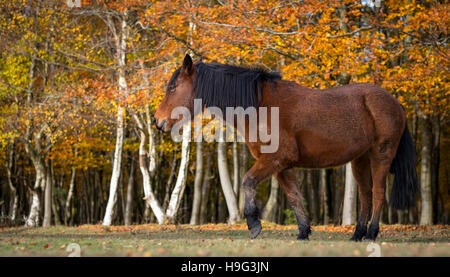 Une nouvelle Forêt Pony représentée dans le parc national New Forest in autumn Banque D'Images