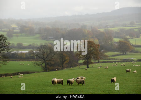 Moutons dans un champ humide Devon Banque D'Images