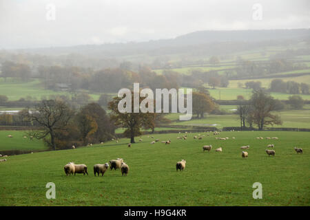 Moutons dans un champ humide Devon Banque D'Images