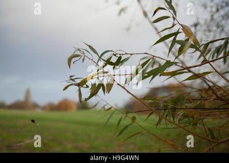 Londres Brockwell Park 22 novembre 2016 - 8h30 Banque D'Images