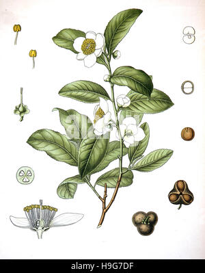 Le Camellia sinensis est une espèce d'arbuste ou petit arbre dont les feuilles et les bourgeons des feuilles sont utilisés pour produire un plateau Banque D'Images