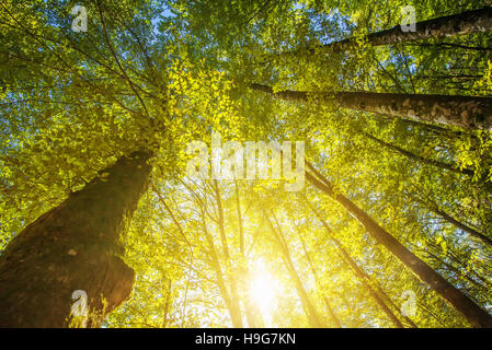 Sous les hautes cimes des arbres, regardant sunbeam - low angle view de grands arbres dans la forêt de feuillus Banque D'Images