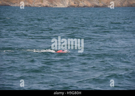 Les forces de marée au large de Milford Haven un lobster pot sous-marine bouée créant un danger pour la navigation en mer calme Banque D'Images
