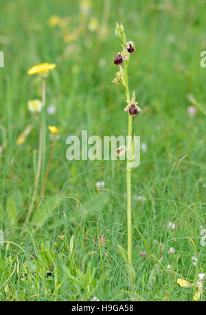Ophrys morio Orchid Ensemble de l'usine à Meadow Banque D'Images