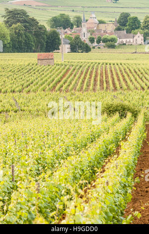 À travers les vignes vers Beaune en Bourgogne. Banque D'Images