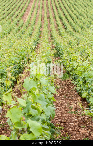 Vignobles près de la ville de Beaune en Bourgogne, France. Banque D'Images