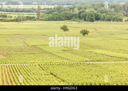 Vignobles près de la ville de Beaune en Bourgogne, France. Banque D'Images