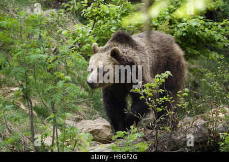 Ours brun dans la forêt de la Bayerische Wald Parc National en Allemagne Banque D'Images