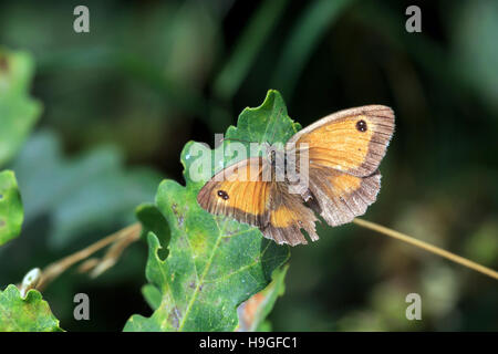 Meadow Brown Butterfly resting on Oak Leaf au Royaume-Uni Banque D'Images