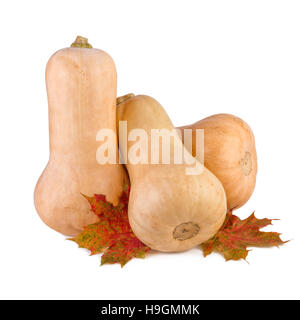 Courge Butternut. Potiron Butternut avec feuilles d'automne isolé sur blanc. Banque D'Images