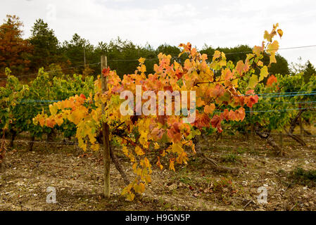 Vignobles de France, automne, Drôme, vin Clairette de Die Banque D'Images