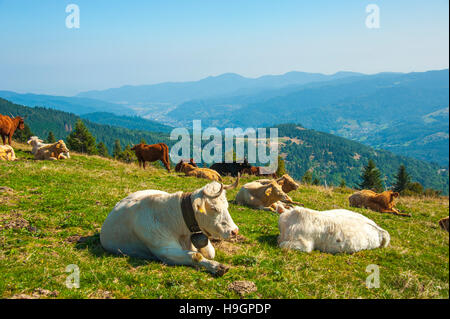 Des vaches avec la vue de la vallée de Munster, l'origine du célèbre fromage de Munster, célèbre produit régional de l'Alsace, France Banque D'Images