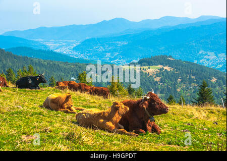 Des vaches avec la vue de la vallée de Munster, l'origine du célèbre fromage de Munster, célèbre produit régional de l'Alsace, France Banque D'Images