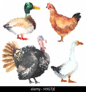 Ensemble d'oiseaux de ferme réaliste coloré à la main Illustration de Vecteur