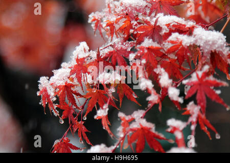 Tsukuba, Japon. 24 novembre, 2016. La neige inattendue dans la saison des feuilles rouges et jaunes dans la partie orientale de la région de Kanto au Japon. Les érables japonais Momiji (feuilles) sont couverts avec la première neige de la science city de Tsukuba. Crédit : Alexander Zaboronok/Alamy Live News Banque D'Images