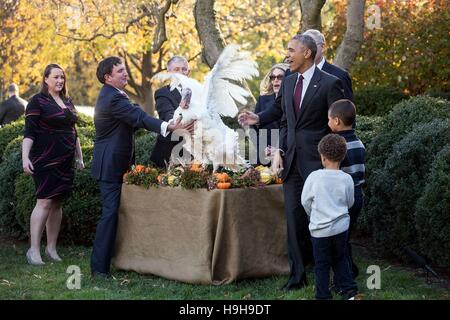 Washington DC, USA. 23 novembre, 2016. Président américain Barack Obama et ses neveux Aaron Robinson et Austin Robinson regarder la dinde de Thanksgiving, Tater, au cours de la trappe du pardon de la Dinde de Thanksgiving cérémonie dans la roseraie de la Maison Blanche le 23 novembre 2016 à Washington, DC. Credit : Planetpix/Alamy Live News Banque D'Images