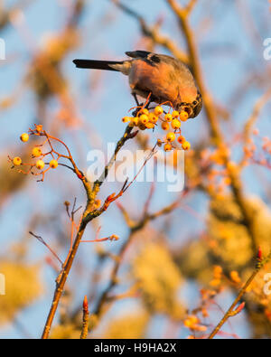 Killearn, Stirlingshire, Scotland, UK - 24 novembre 2016 : France - un mâle colvert mange le dernier des baies rowan jaune sur un arbre de jardin au coucher du soleil à la fin d'une belle journée d'hiver lumineux dans Stirlingshire Crédit : Kay Roxby/Alamy Live News Banque D'Images