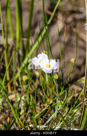 Baldellia ranunculoides plantain d'eau moindre croissant sur Anglesey au nord du Pays de Galles Banque D'Images