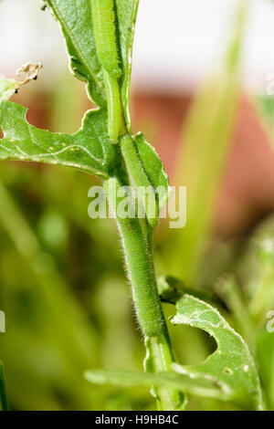 Petit papillon blanc caterpillar Pieris rapae se nourrissant de Charlock Sinapis arvensis chou sauvage Banque D'Images