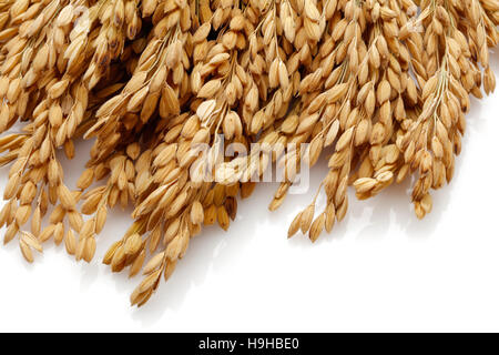 Tiges de riz paddy. Isolé sur fond blanc Banque D'Images