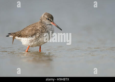 / Chevalier arlequin Tringa totanus Rotschenkel ( ), de se perdre dans des eaux peu profondes dans la mer des Wadden, à chercher de la nourriture, de la faune, de l'Allemagne. Banque D'Images