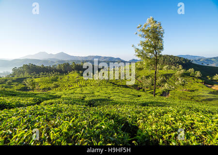 Les plantations de thé à Munnar, Kerala, Inde Banque D'Images