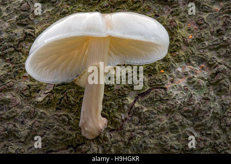 Hêtre visqueux Cap toadstool Banque D'Images