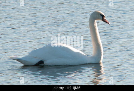 Swan unique sur l'eau Banque D'Images