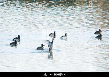 Le groupe de canards sur l'eau Banque D'Images