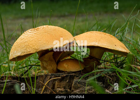 Rustgill spectaculaire des champignons dans la forêt Banque D'Images