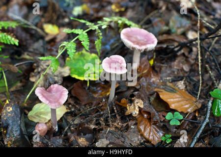 Mycena pura, communément appelé le lilas bonnet, est une espèce de champignon de la famille des Mycenaceae Banque D'Images