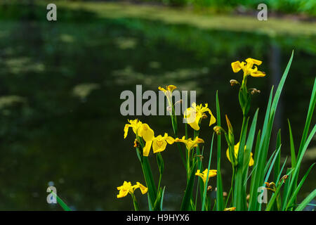 Iris jaunes à Beaver croissant Marsh en parc national de Cuyahoga Valley Banque D'Images