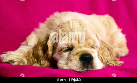 Chien chiot dormir sur un fond rose Banque D'Images