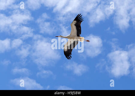 Flying cigogne, Bade-Wurtemberg, Allemagne Banque D'Images