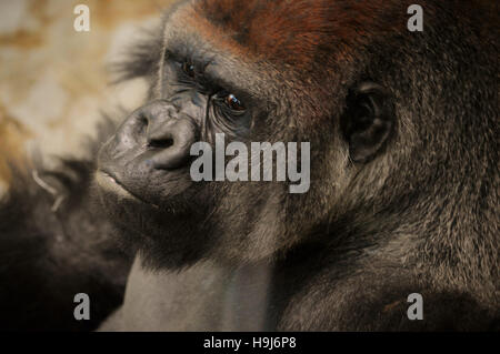 Western Lowland Gorilla Banque D'Images