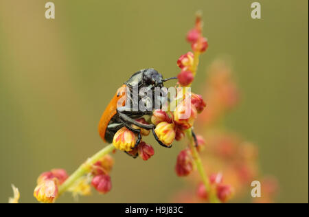 Beetle six points ta perché sur une Lachnaia sexpunctata, plante Banque D'Images