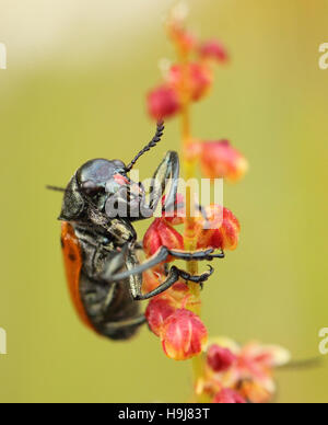 Beetle six points ta perché sur une Lachnaia sexpunctata, plante Banque D'Images