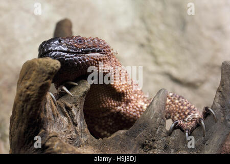 Lézard Heloderma suspectum, toxiques et arides Banque D'Images