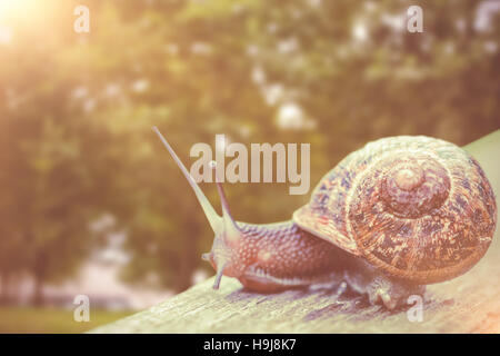 Image composite d'un escargot sur une planche en bois Banque D'Images