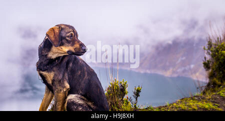 Chien au lac de cratère Quilotoa Equateur Banque D'Images